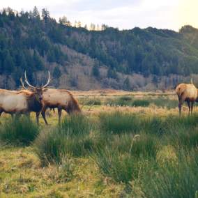 Elk in a grassy valley