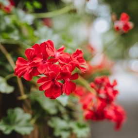 red flowers
