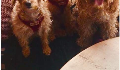 The Angel on the Bridge,Henley - Welcomes Dogs