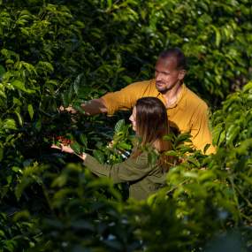Pareja en plantación de café en Finca Lérida, Boquete, provincia de Chiriquí, Panamá.
