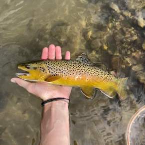 Caught River Trout