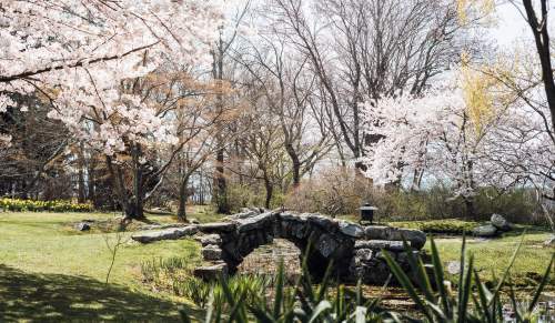 Spring Blithewold Daffodil Days 2022