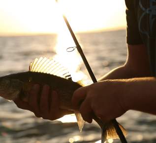 Shore Walleye with Sunset