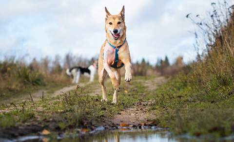dog friendly ottery st mary