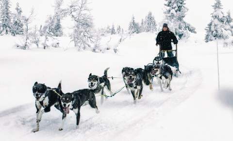 Hundekjøring med Sjusjøen Husky Tours