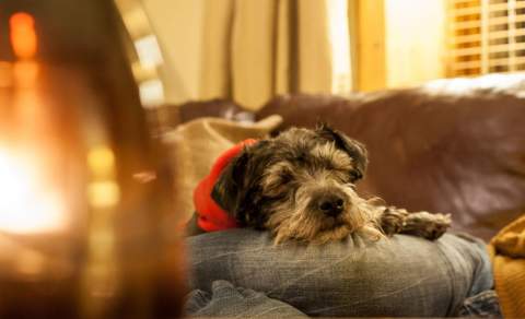 A terrier dog with a red neck tie is fast asleep on a blue cushion