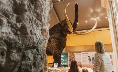 A group of children and an adult look at a large woolly mammoth model with long curved tusks in the Hull & East Riding Museum, surrounded by rocks and informational displays.