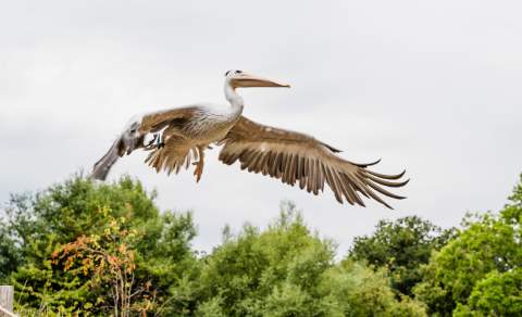 A pelican flying in the Living Wetland Theatre