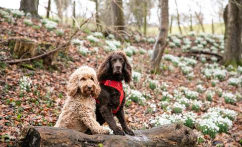 Two dogs with their front paws up on a fallen tree with snowdrops on the ground behind