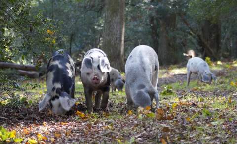 Pannage Pigs - Rachael 2023