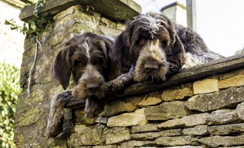 Two dogs looking over a wall