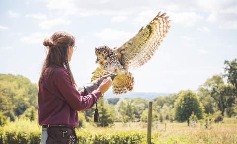 An owl landing on a handler's arm at Cotswold Falconry Centre