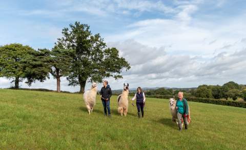 A group of people are leading llamas on a walk across a field
