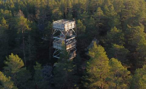 Utsiktstårn i tett skog