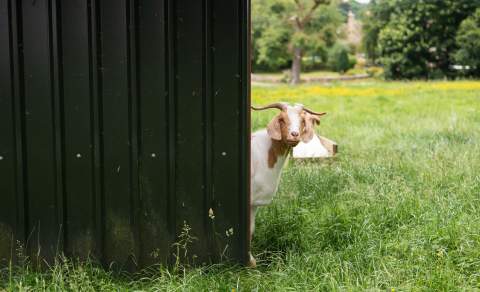 A goat peeks around a metal shed to look at the camera