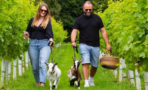 Couple walking two pygmy goats through a vineyard, carrying a picnic basket on a sunny day.