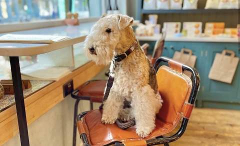 Dog sat inside Chaplais Kitchen in Cheltenham