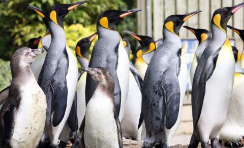 A huddle of penguins at Birdland Park & Gardens