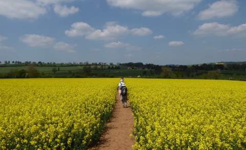 A group of walkers hike through a field of bright yellow rapeseed