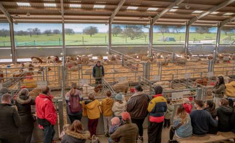Sam at The Cotswold Farm Park talking to a crowd of people about lambing in the lambing barn
