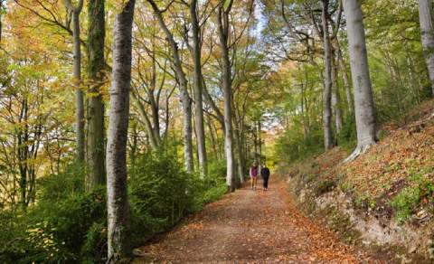 Two people walk along a path through a wood of tall trees