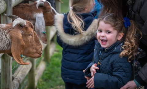 A little girl with bunches smiles with excitement as a goat pokes its head through a fence