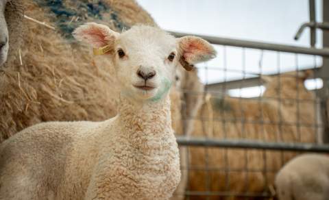 Lamb looking into lens