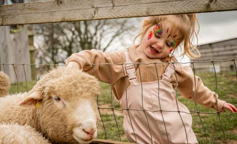 A little girl with her face painted like a butterfly strokes a sheep on its head