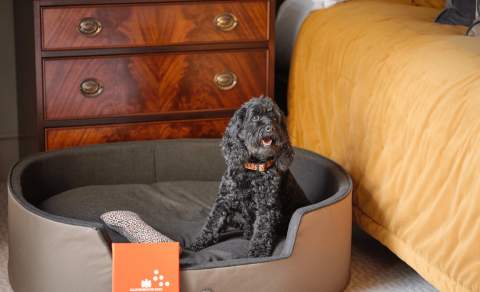 Dog staying at Ellenborough Park hotel Cheltenham. Image of black dog sat in a basket by a bed.
