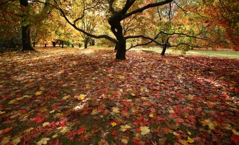 Fallen leaves in myriad of reds, browns and yellows blanket the ground beneath magnificent trees at Westonbirt Arboretum