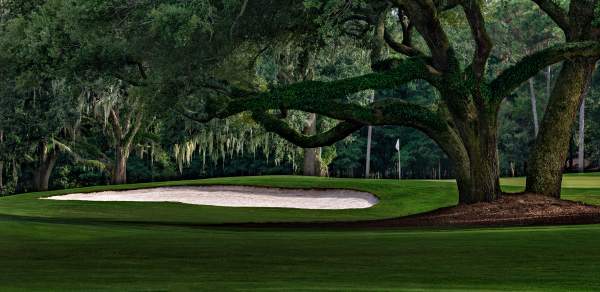 A Golf fairway under mossy oaks