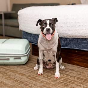 Dog Friendly Room at the Hampton Inn Scranton Montage