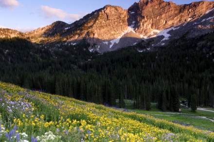 Image of wildflowers in the Wasatch Mountain range.