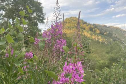 Wildflowers on Butler Fork Trail