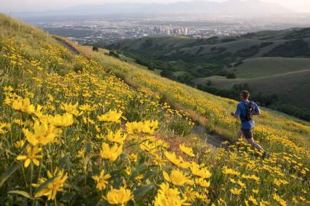 Field of yellow flowers with Salt Lake City in the background and a man is running along a trail