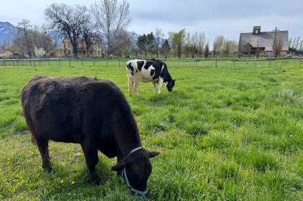 Image of cows at the Wheeler historic farm