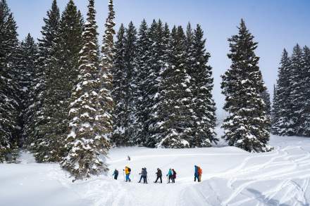 Snowy nature scene with tall pine trees dusted with snow and a few people on snowshoes at their base in a line like they are on a tour.
