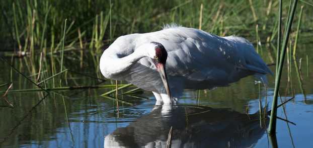 A whooping crane stands in the water surrounded by reeds