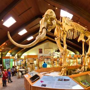 Dee The Mammoth