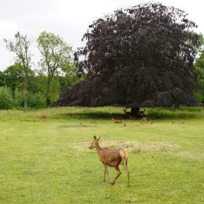 A field full of deer with trees in the background