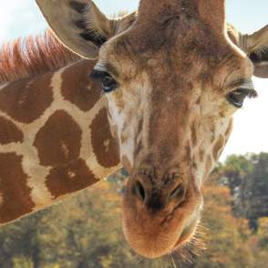 Wildlife Safari
