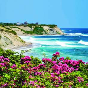 Flowers and distant coast