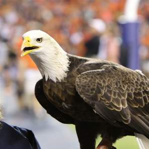 War Eagle