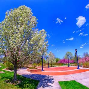 Roosevelt Park-Steve Solomon