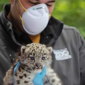 a masked zoo keeper holding a leopard cub