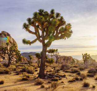 Visit Joshua Tree National Park