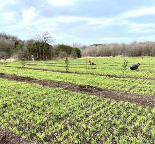 Urban Roots farm in southeast Austin Texas