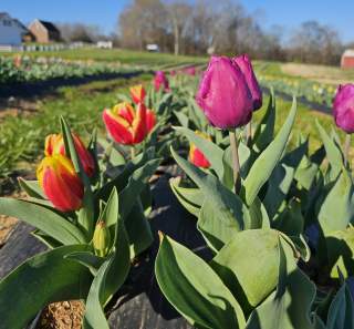 fields of tulips in bloom on a farm