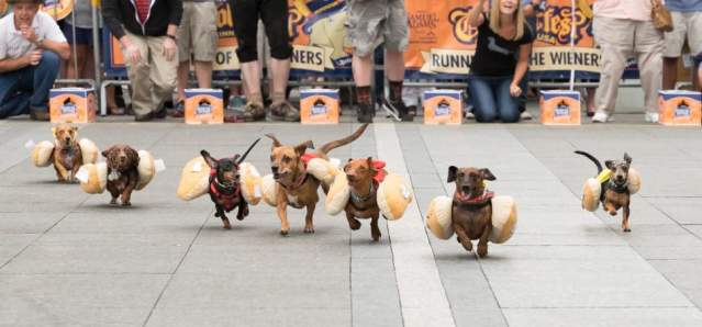 Running of the weiners at Oktoberfest Zinzinnati (photo: Brian Douglas Stills)