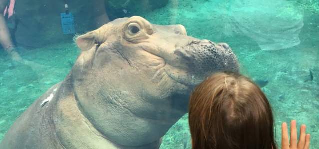 hippopotamus at the cincinnati zoo